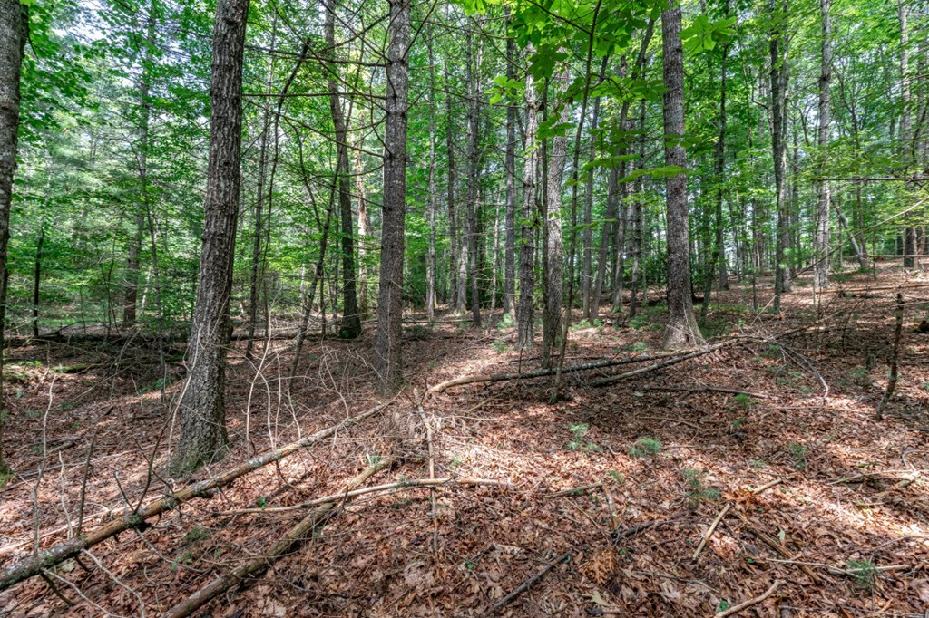 417698 Mineral Bluff Land