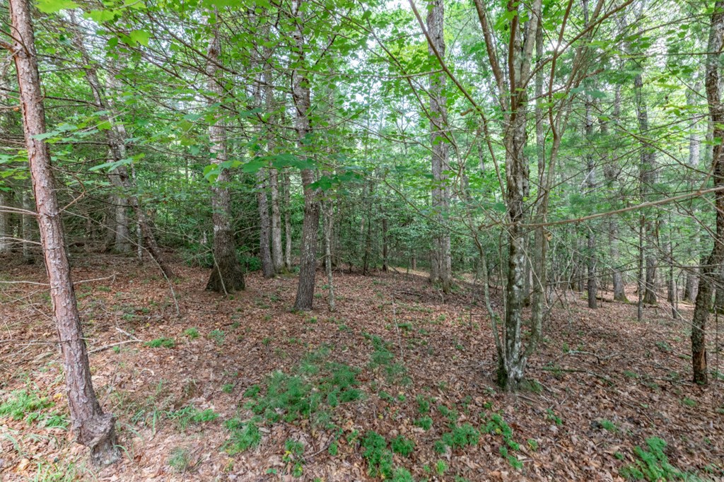417698 Mineral Bluff Land