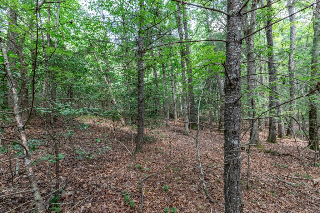 417698 Mineral Bluff Land