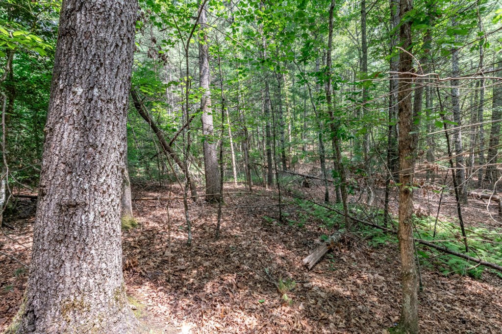 417698 Mineral Bluff Land