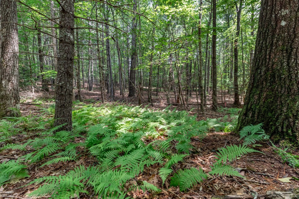 417698 Mineral Bluff Land