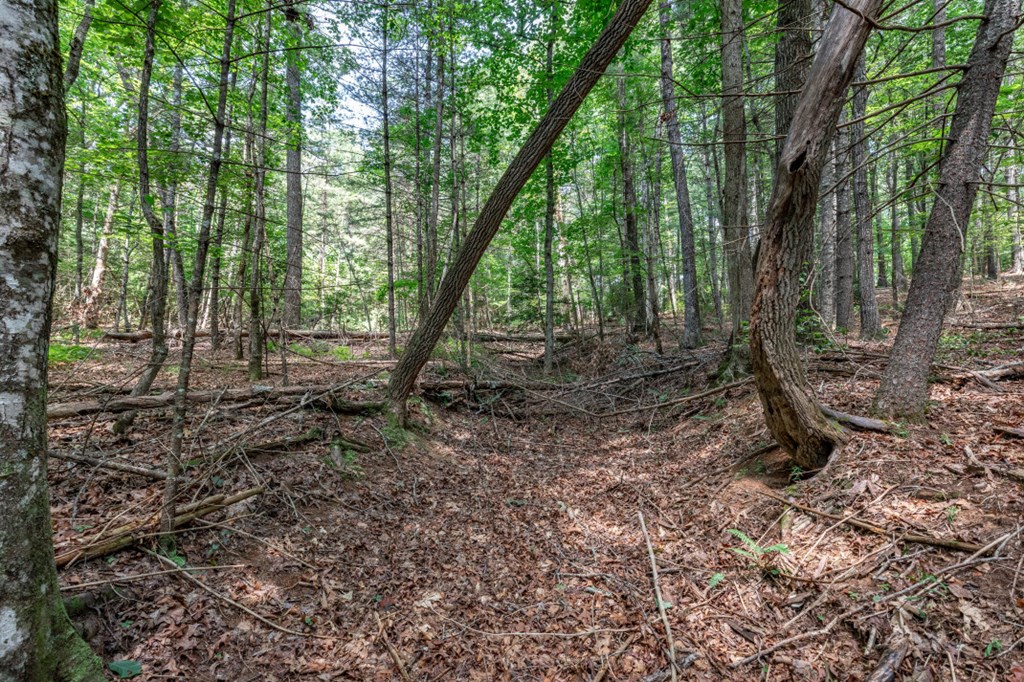 417698 Mineral Bluff Land