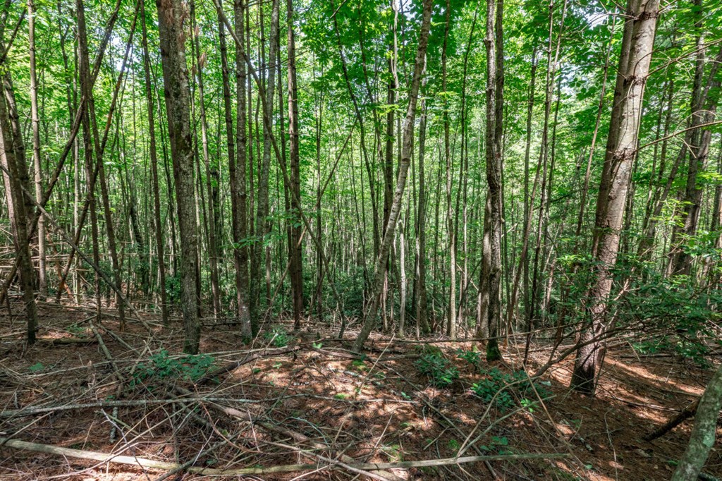 417699 Mineral Bluff Land