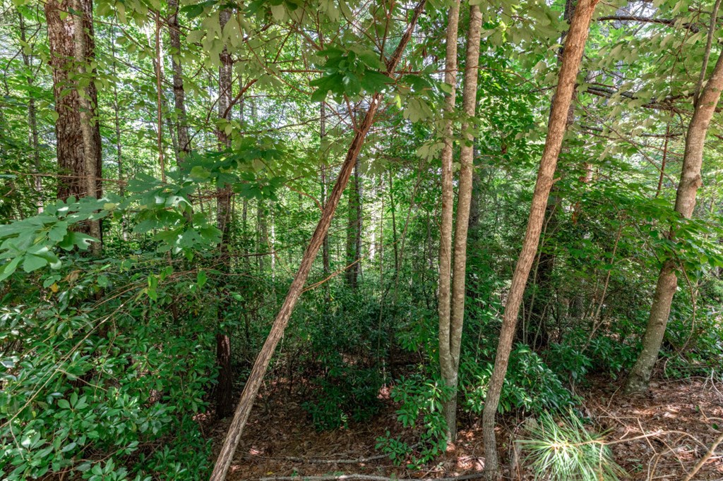 417699 Mineral Bluff Land