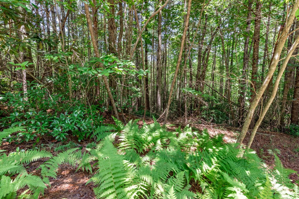 417699 Mineral Bluff Land