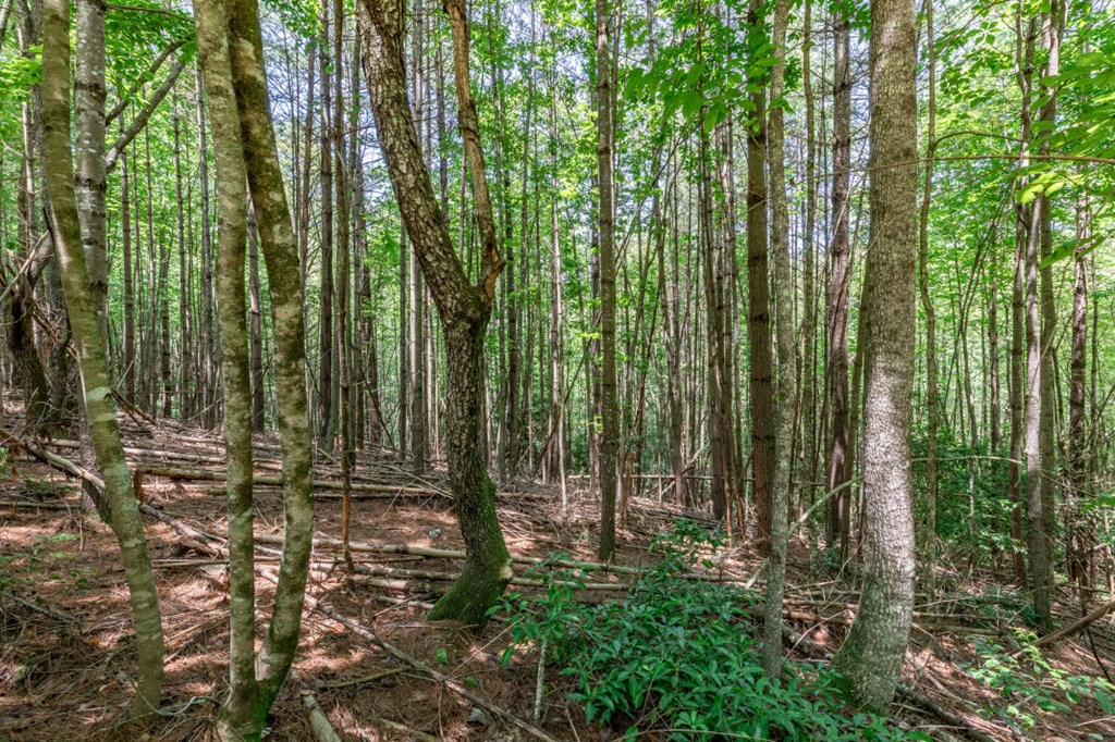 417699 Mineral Bluff Land