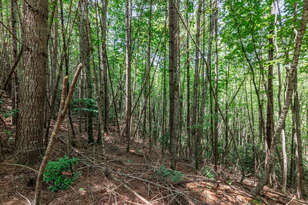 417699 Mineral Bluff Land