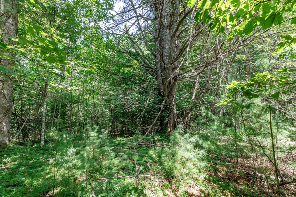 417700 Mineral Bluff Land