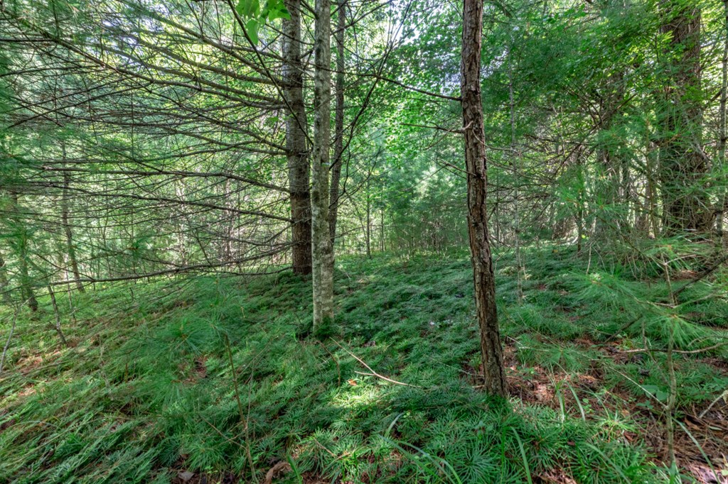 417700 Mineral Bluff Land