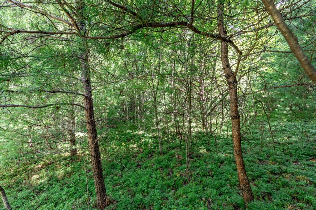 417700 Mineral Bluff Land