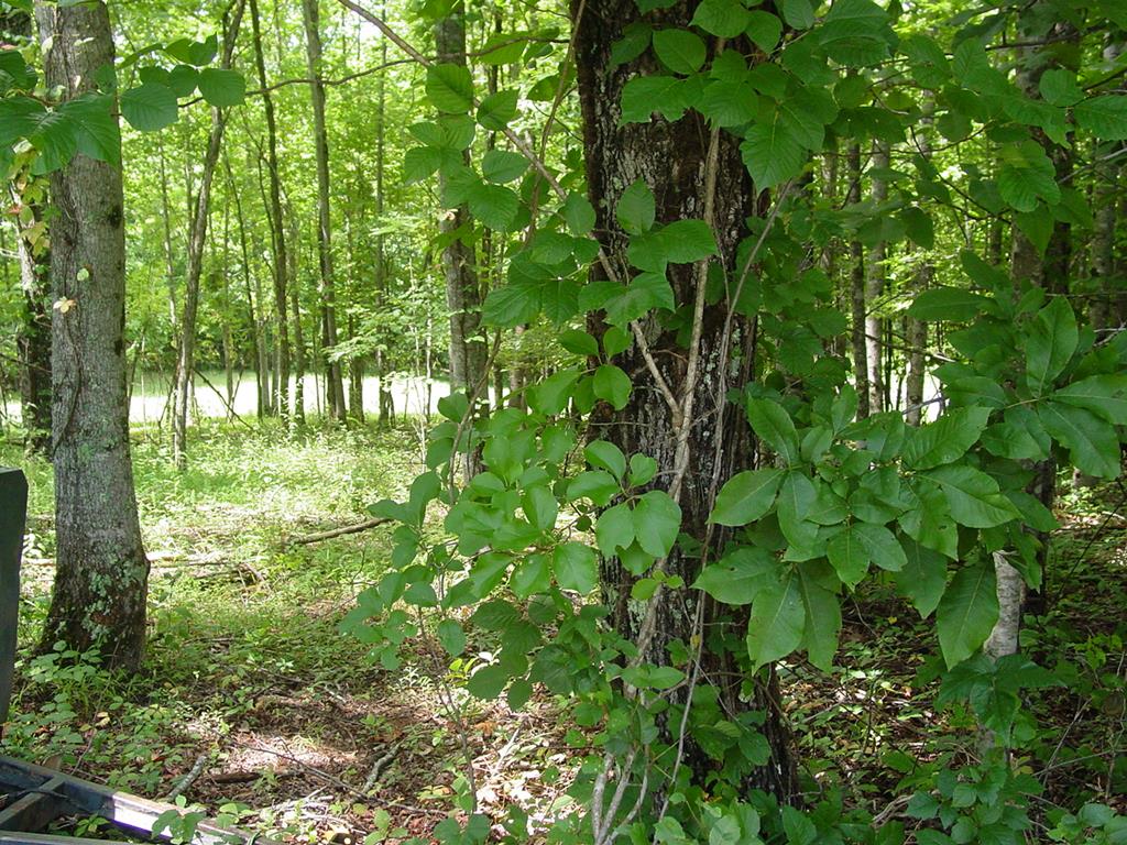 417701 Hayesville 