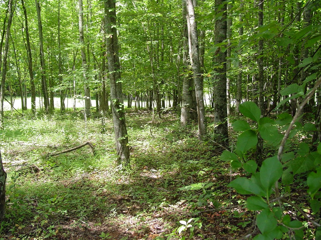 417701 Hayesville Land