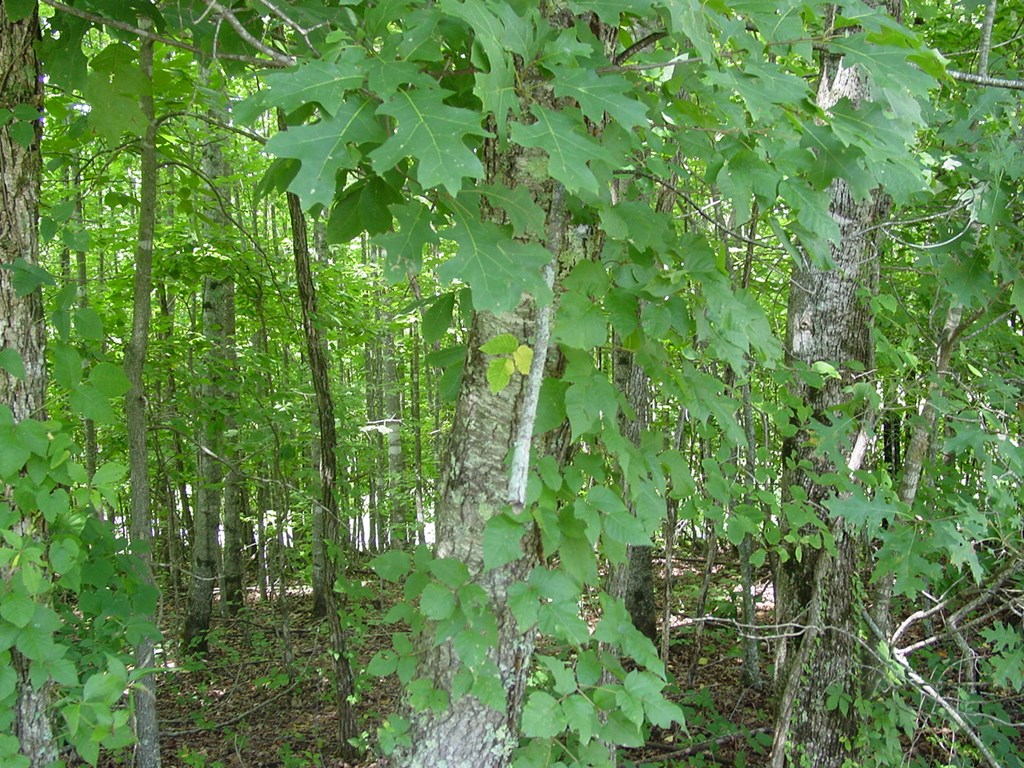 417701 Hayesville Land