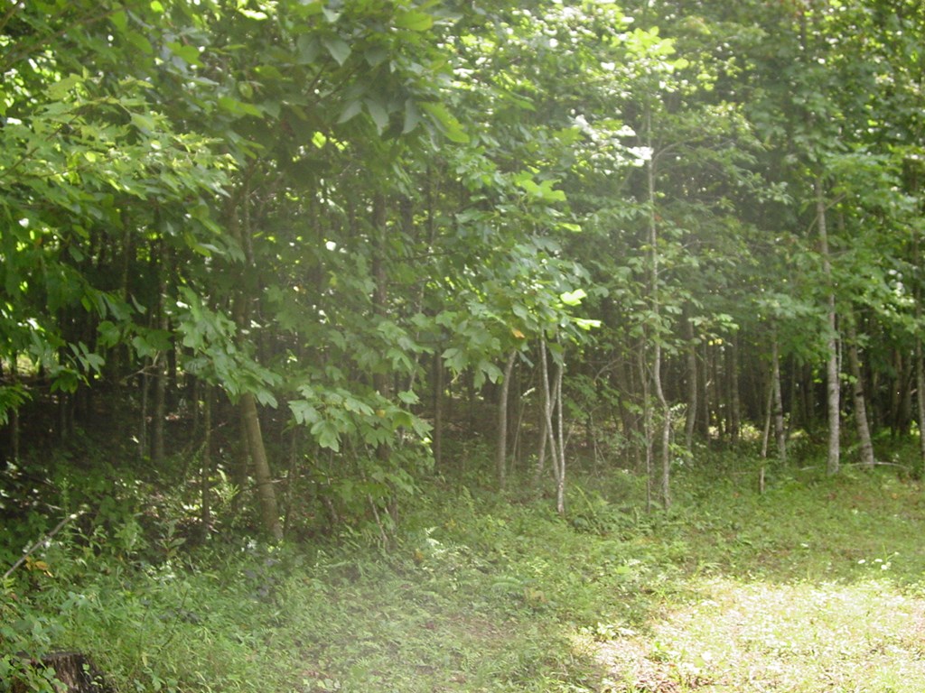 417701 Hayesville Land