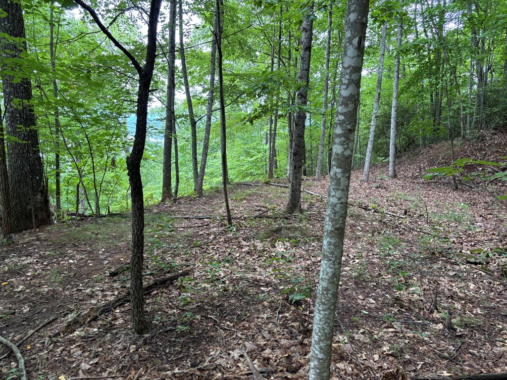 417761 Hayesville Land
