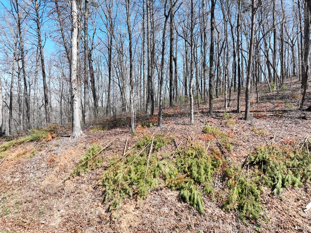417785 Ellijay Land