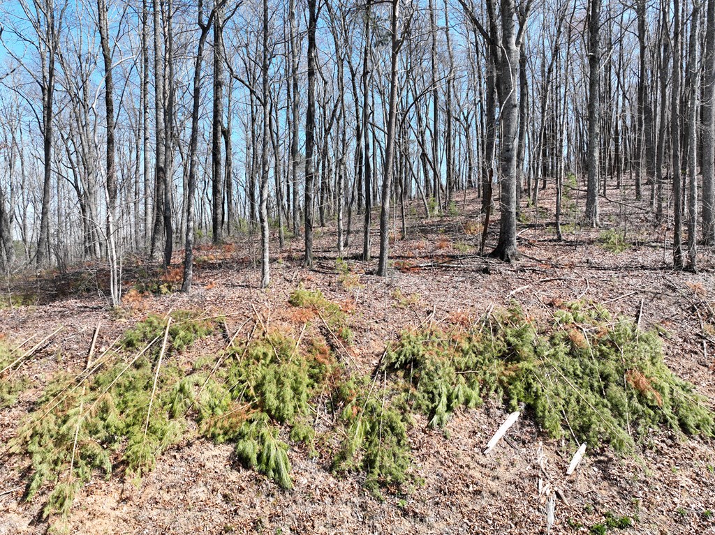 417785 Ellijay Land
