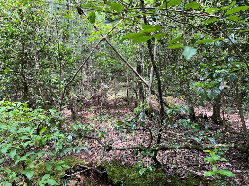 417793 Brasstown Land
