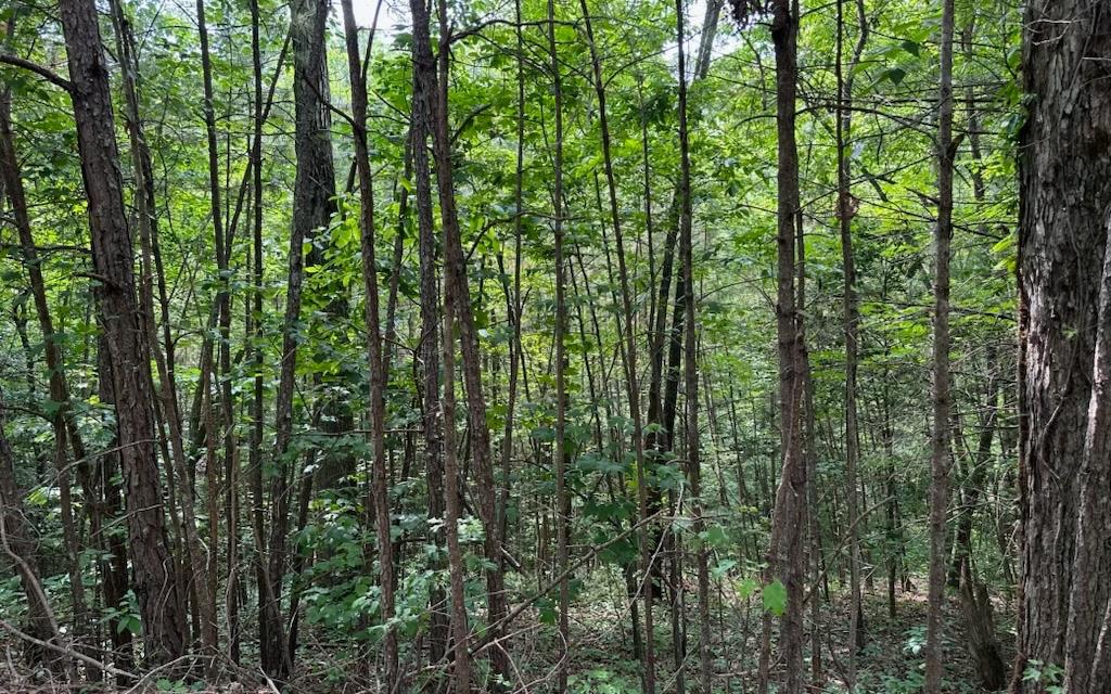 418196 Ellijay 