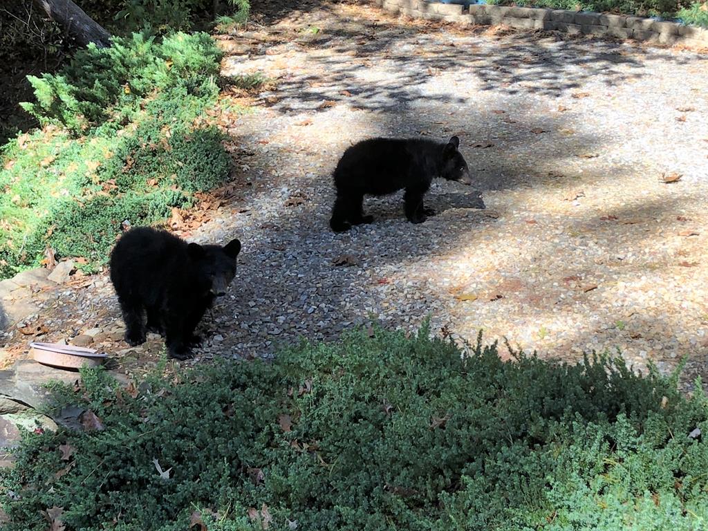 420235 Suches Residential