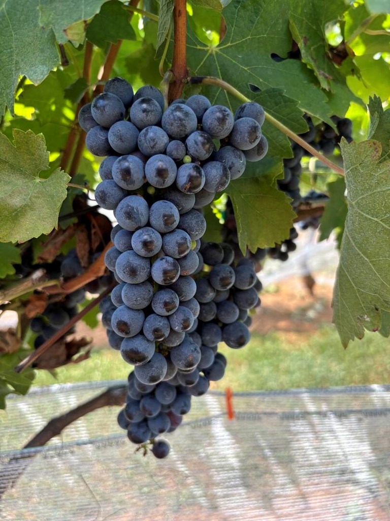 420748 Blairsville Residential