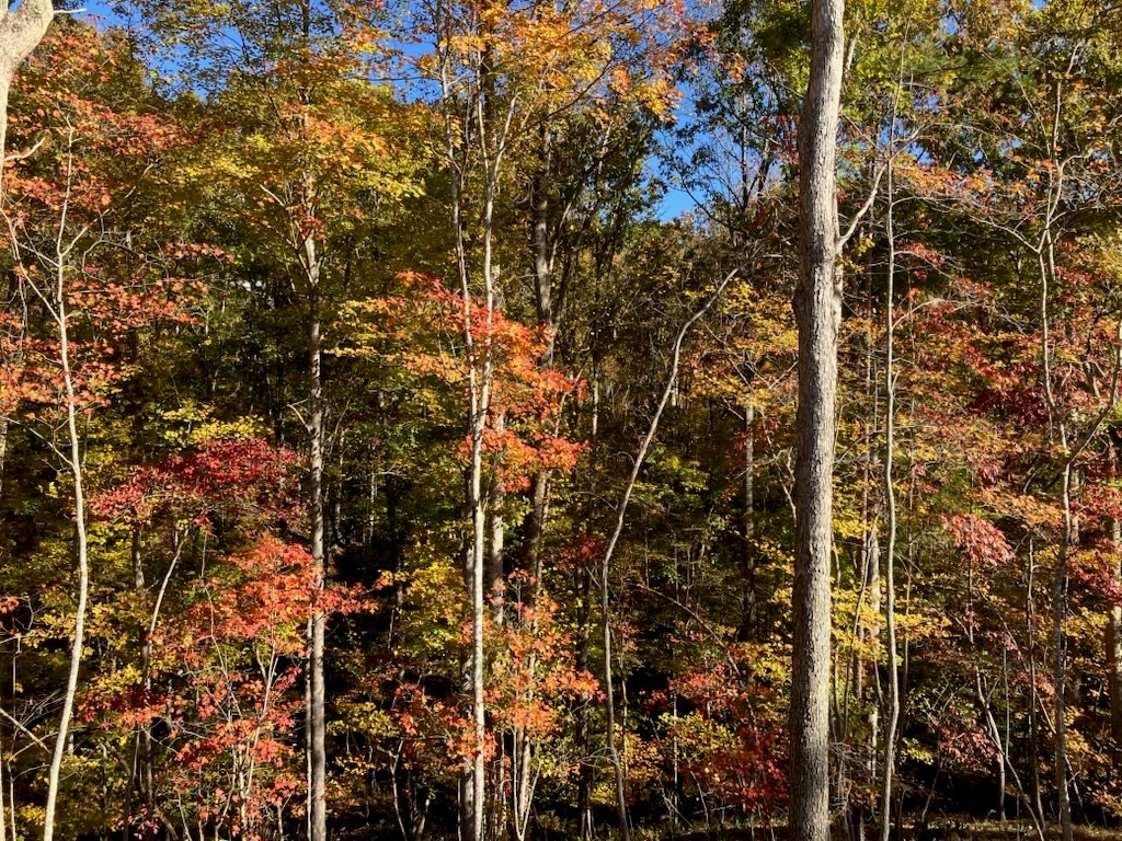 420886 Dahlonega Residential