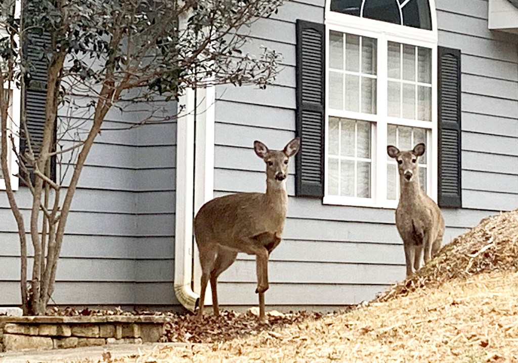 422616 Ellijay Residential