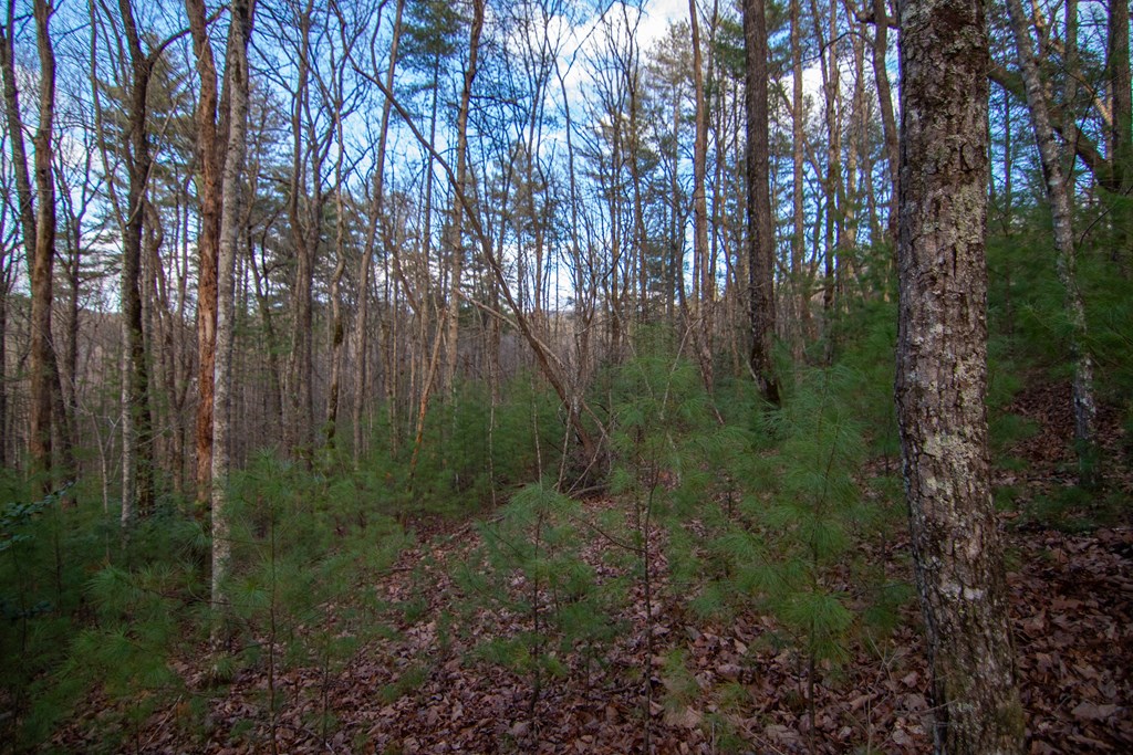 425277 Cherry Log Residential