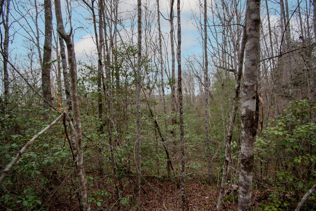 425336  Land