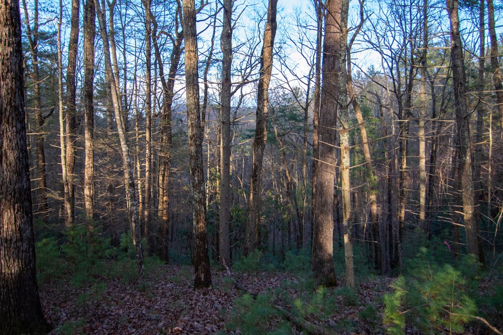 428453 Cherry Log Residential