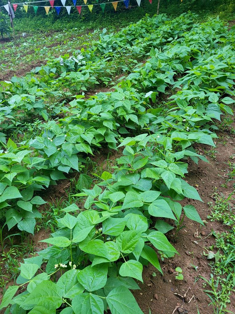 428544 Suches Residential