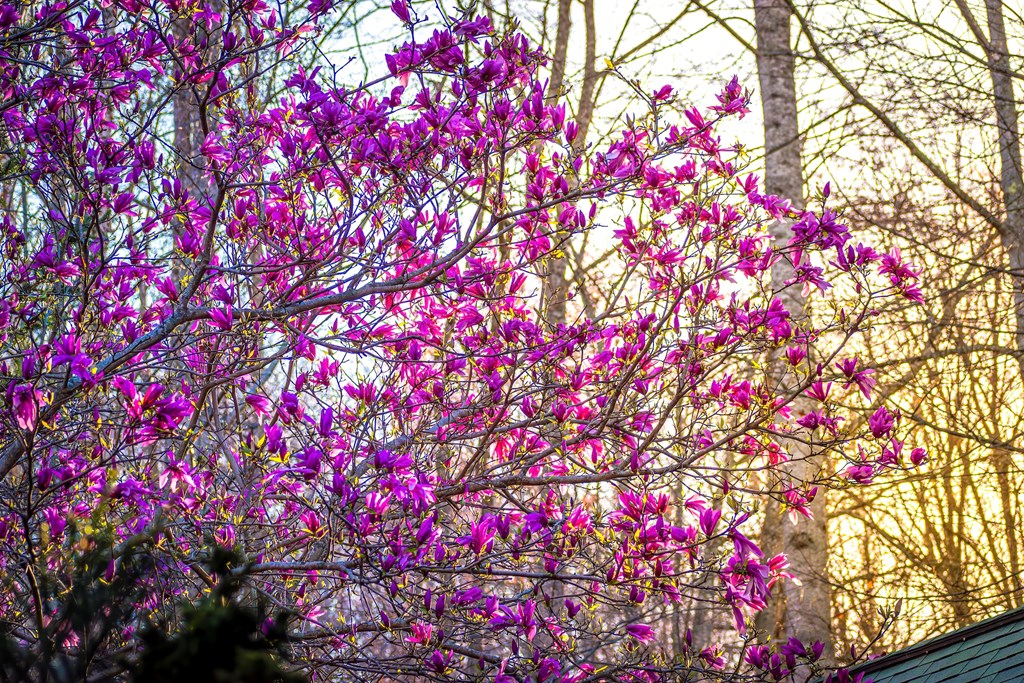 428641 Mineral Bluff Residential