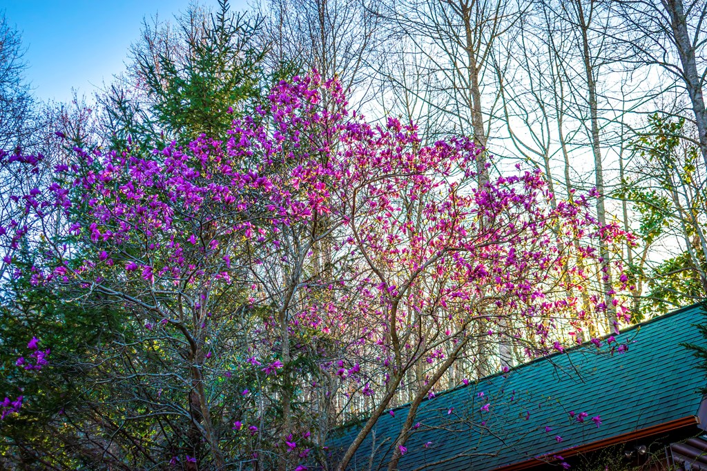 428641 Mineral Bluff Residential