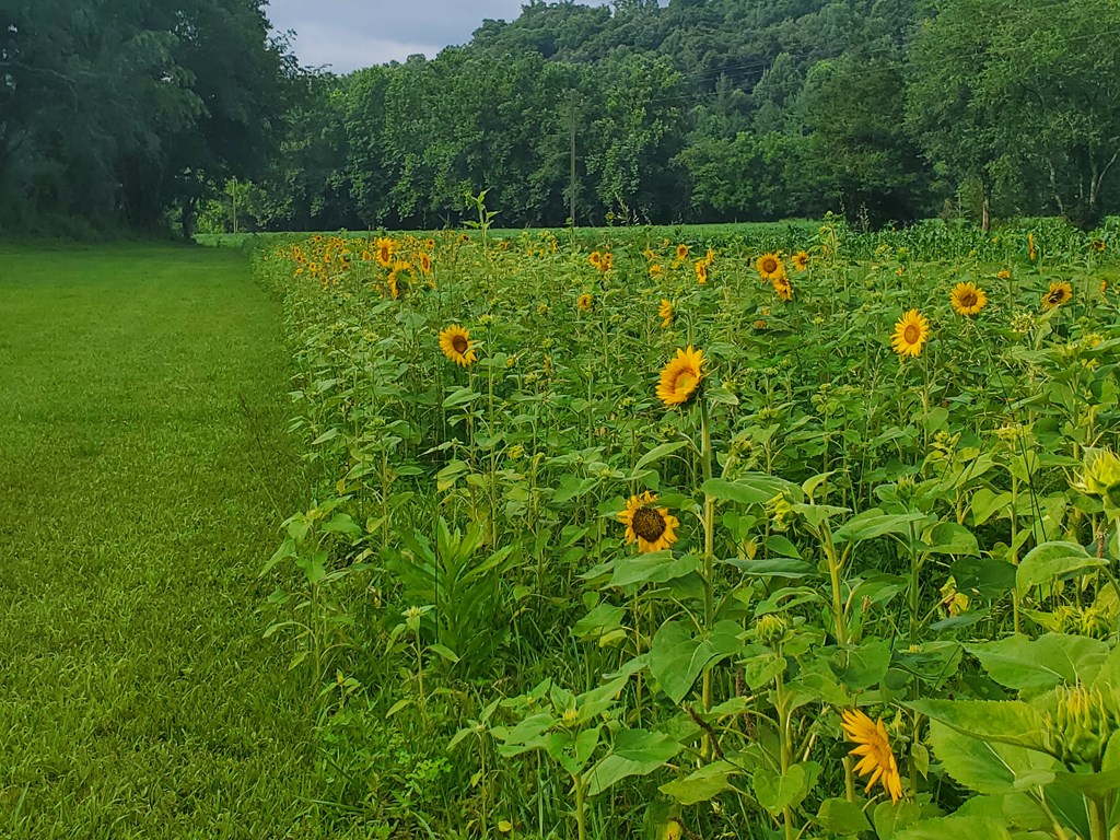 428666 Suches Residential