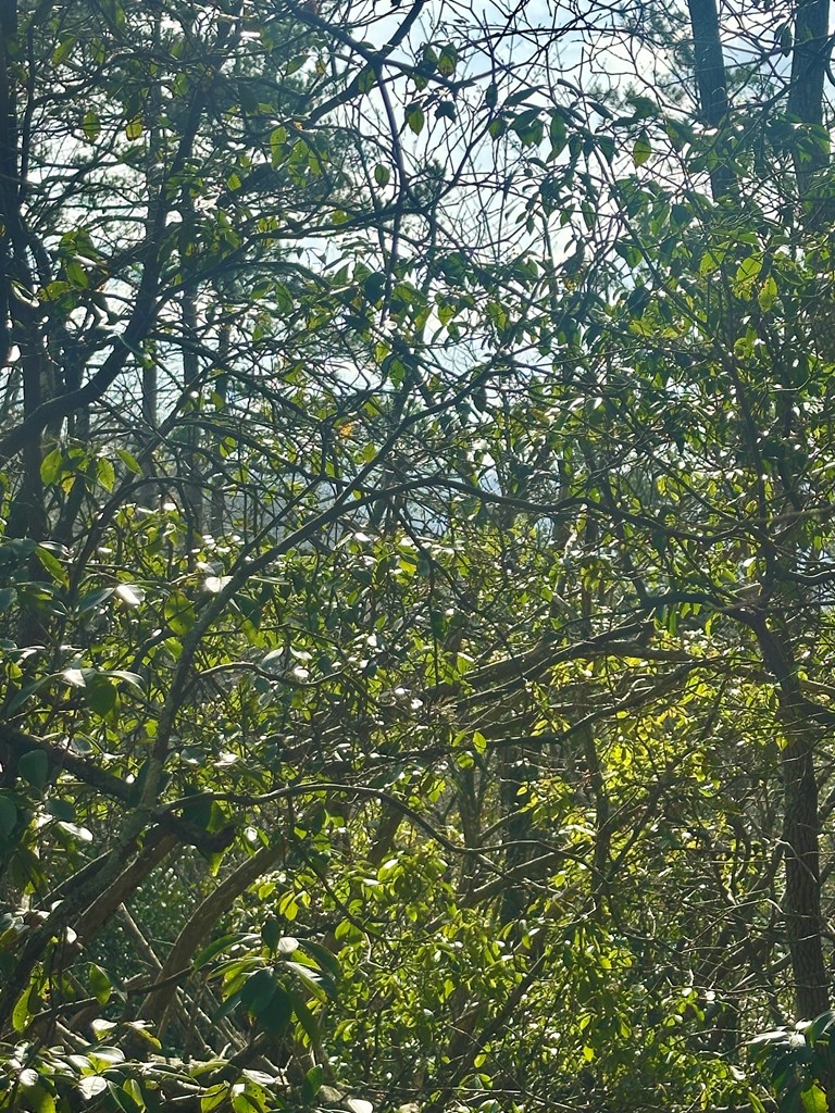 429008 Blue Ridge
 Land