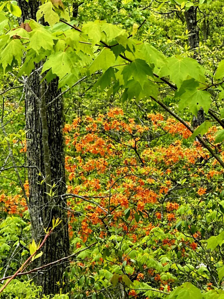 429018 Blue Ridge
 Land