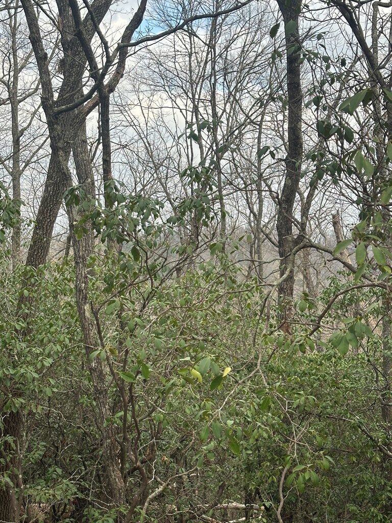 429025 Blue Ridge
 Land