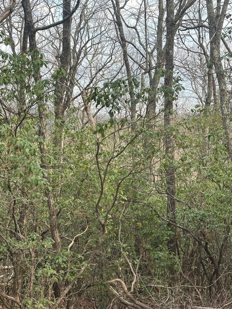 429025 Blue Ridge
 Land