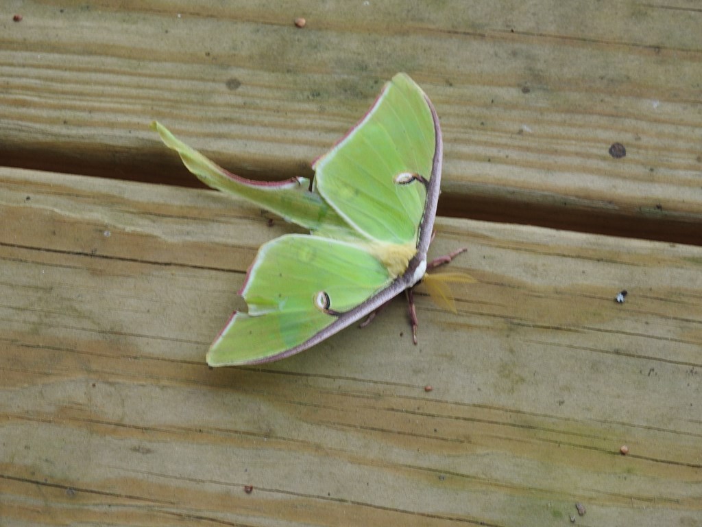 429513 Blue Ridge Residential