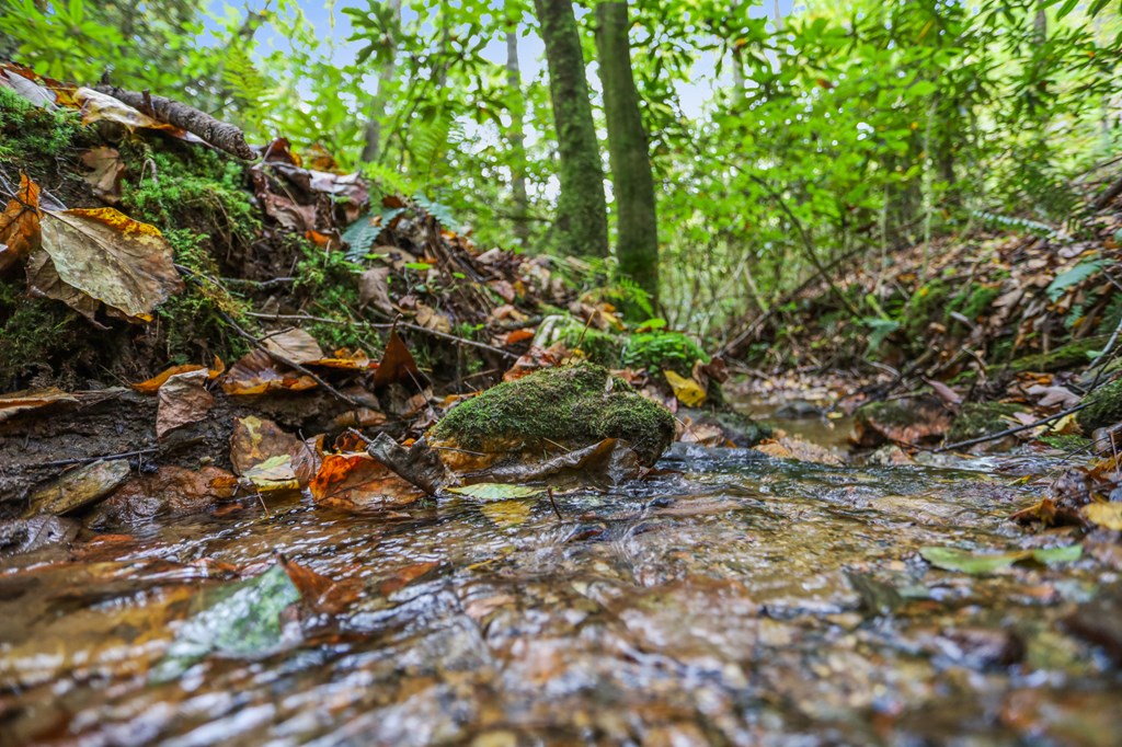 429529 Morganton Residential