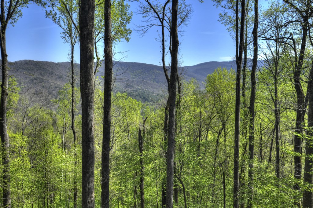 429556 Ellijay Residential