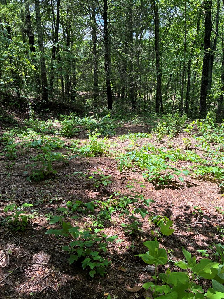 431031  Land