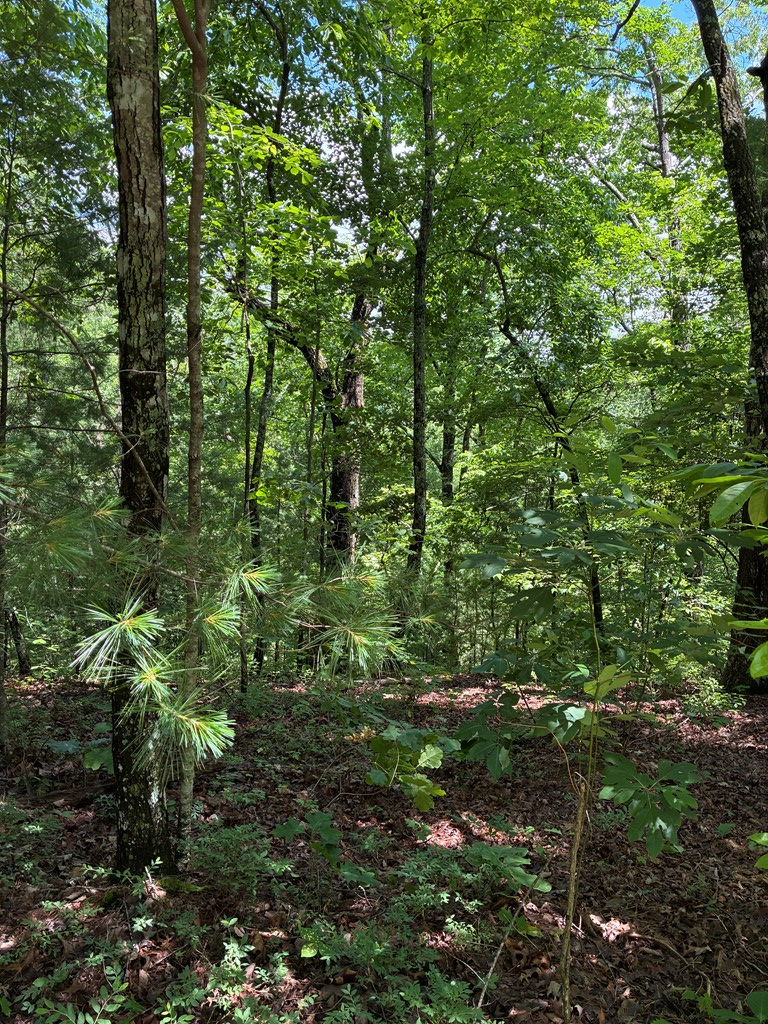 431031 Ellijay
 Land