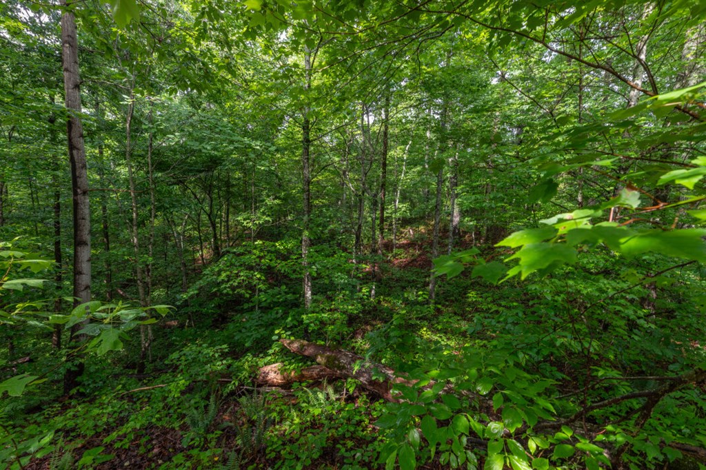 431041 Ellijay
 Land