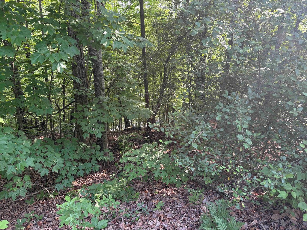 431057 Hayesville
 Land