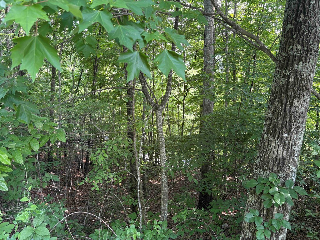 431057 Hayesville
 Land