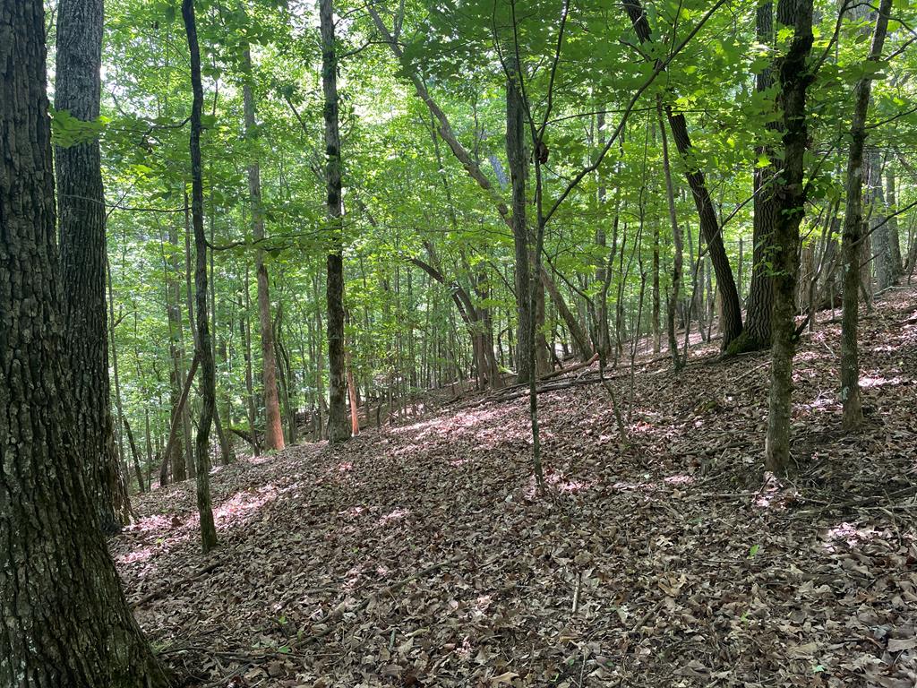 431166  Land