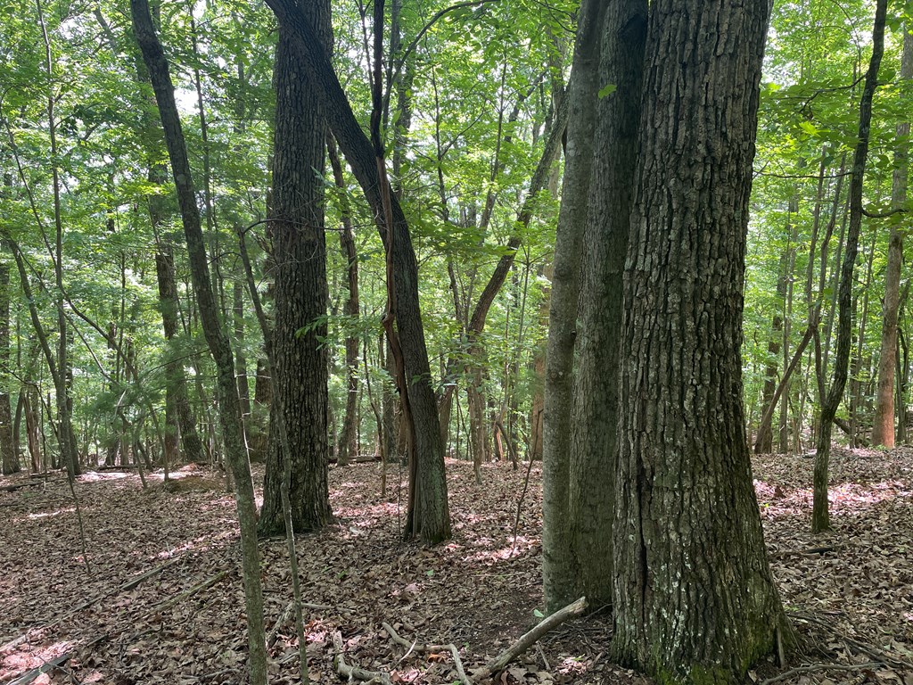 431166 Blairsville
 Land