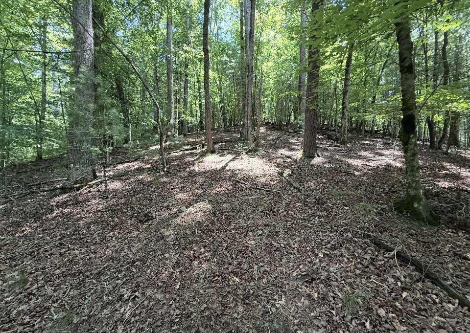 431409 Ellijay
 Land