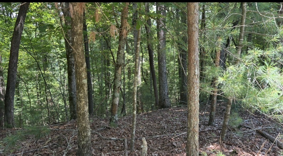 431409 Ellijay
 Land
